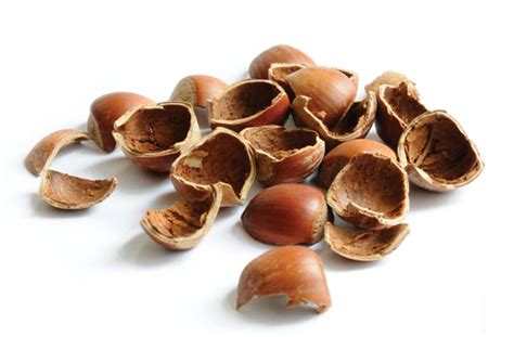 The Hazelnut Shell - A Story about Love Lost and Found in Medieval Italy!